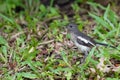 A black & white magpie robin bird stanging on a grass Royalty Free Stock Photo