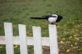 Black and white magpie on the rustic fence Royalty Free Stock Photo