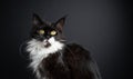 black and white maine coon cat on black background portrait Royalty Free Stock Photo