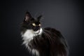 black and white maine coon cat on black background portrait Royalty Free Stock Photo