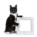 Black with white Maine Coon cat kitten sitting beside and holding a white photo frame, looking to lens on white backgroun Royalty Free Stock Photo