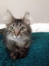 Black and white maine coon cat