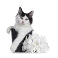 Black and white Maine Coon kitten on white