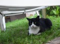 A black and white male cat lying on a grass below a white sunbed Royalty Free Stock Photo