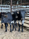 Black and White male cattle in pens