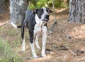 Black and white male Pointer mix breed dog outside on leash
