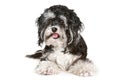 Black and white maltese dog