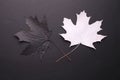 Black and white maple leaves, symmetry