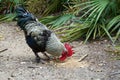 Black and white maran rooster eating Royalty Free Stock Photo