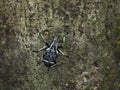 Black and white marbled weevil, Tachyerges salicis