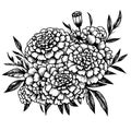 black and white marigold coloring, Topical marigold flower line drawing, marigold vector sketch line art coloring pages