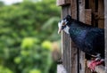 Black with white marks on face domestic pigeon standing on the door of the loft, close up pigeon face with blurry background