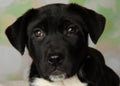 black and white mastiff lab mix puppy close up face