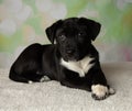 black and white mastiff lab mix puppy laying down with paws crossed