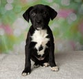 black and white mastiff lab mix puppy sitting down