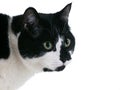 Black and white mature attentive cat Royalty Free Stock Photo