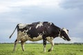 Black and white mature cow standing on green grass in a meadow, friesian holstein, in the Netherlands, pasture at the background Royalty Free Stock Photo