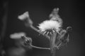 Black and White Mature Tropical Common Dandelion Taraxacum sp and the Buds