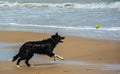 Mixed breed dog chases tennis ball on the beach Royalty Free Stock Photo