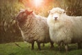 Black and white merino sheep in rural farm new zealand Royalty Free Stock Photo