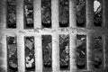 Monochrome metal drain grate is close Royalty Free Stock Photo