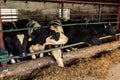 black-white milch cows eat hay behind barrier