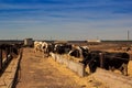 black-white milch cows eat hay behind barrier of farm