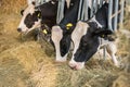 Black an white milk cows in a stable eating organic hay at dairy farm Royalty Free Stock Photo