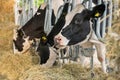 Black an white milk cows in a stable eating organic hay at dairy farm Royalty Free Stock Photo