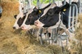 Black an white milk cows in a stable eating organic hay at dairy farm Royalty Free Stock Photo