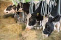 Black an white milk cows in a stable eating organic hay at dairy farm Royalty Free Stock Photo