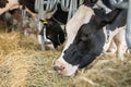 Black an white milk cows in a stable eating organic hay at dairy farm Royalty Free Stock Photo