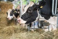 Black an white milk cows in a stable eating organic hay at dairy farm Royalty Free Stock Photo