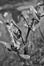 Black and white milk weed pod