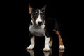 Black and white mini bull terrier Puppy on black background Royalty Free Stock Photo