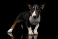 Black and white mini bull terrier Puppy on black background Royalty Free Stock Photo