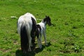 Black and White Miniature Horse Mare and Foal in a Field Royalty Free Stock Photo