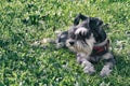 Miniature schnauzer Royalty Free Stock Photo