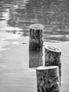 Black and white minimalist abstract picture with three wooden stumps at the surface of the water Royalty Free Stock Photo