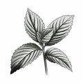 Black And White Mint Leaf Vector Illustration