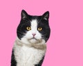 Black and white Mixed breed cat portrait, yellow eyed, against pink background