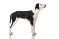 Black and white mixed breed dog
