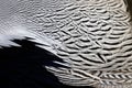 Pattern of Male Silver Pheasant`s feathers Royalty Free Stock Photo