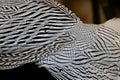 Pattern of Male Silver Pheasant`s feathers Royalty Free Stock Photo