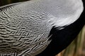 Pattern of Male Silver Pheasant`s feathers Royalty Free Stock Photo