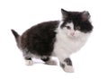 Black and white moggy cat Royalty Free Stock Photo