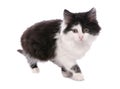 Black and white moggy cat Royalty Free Stock Photo