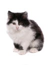 Black and white moggy cat Royalty Free Stock Photo