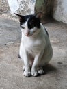 Black and white Moggy Cat on the cement floor Royalty Free Stock Photo