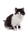 Black and white moggy cat Royalty Free Stock Photo